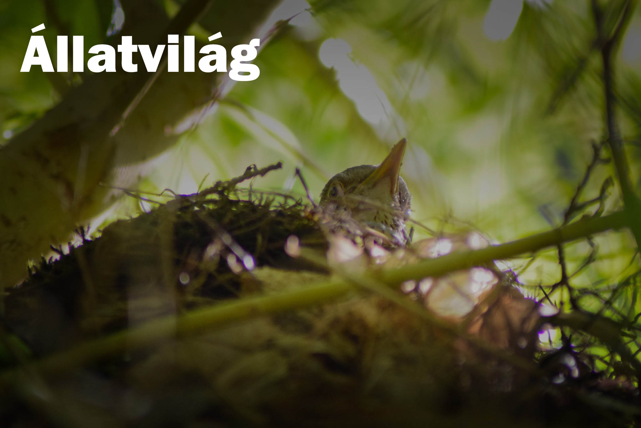 Állatvilág