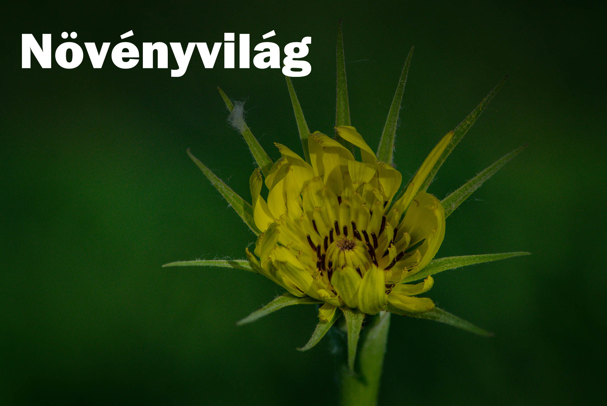 növényvilág