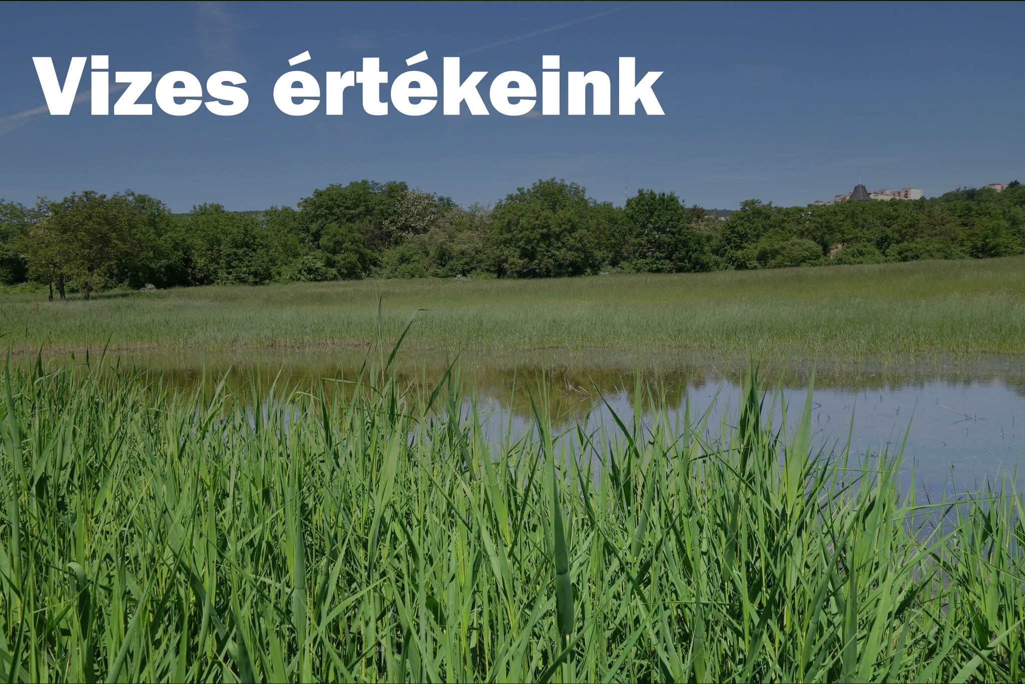 vizeink