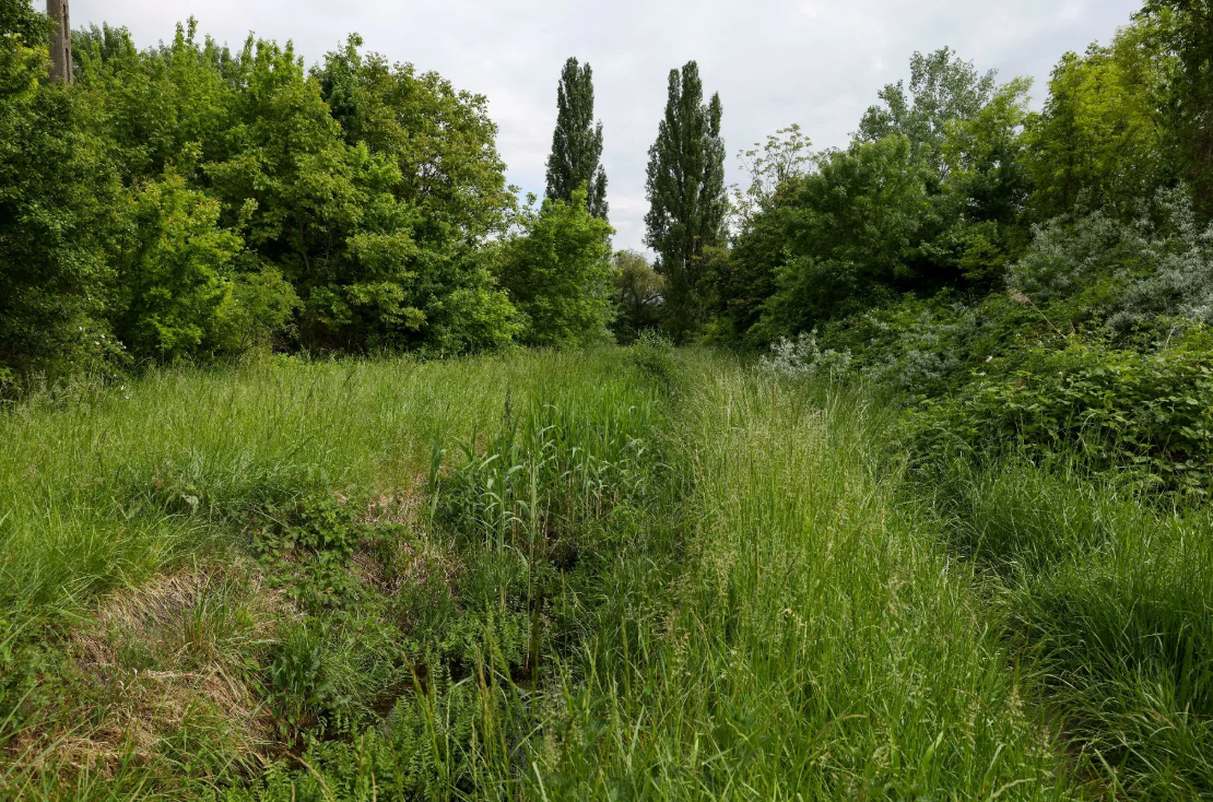 Kőréberki szikes rét